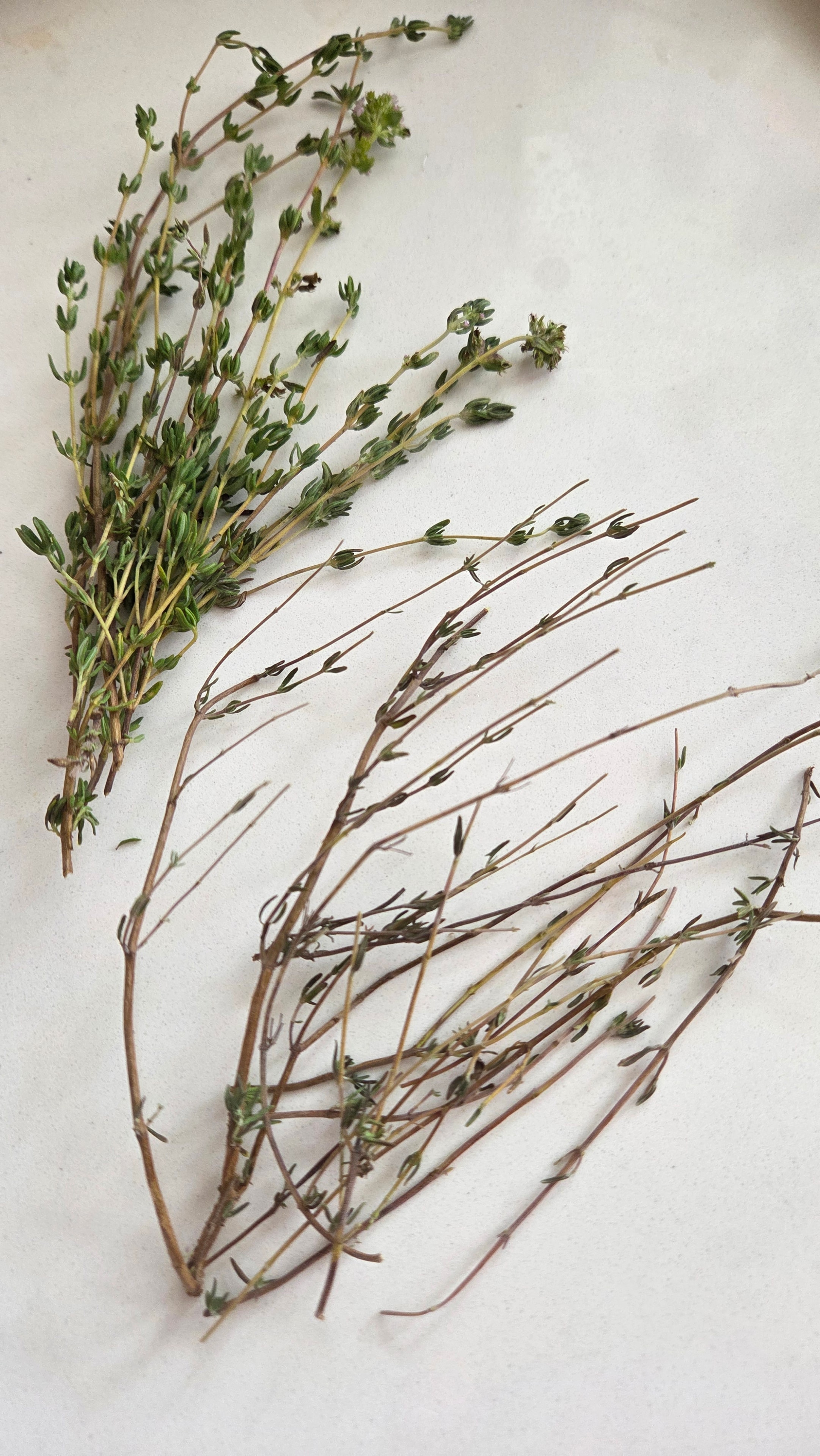Fresh thyme stems for fall veal stew