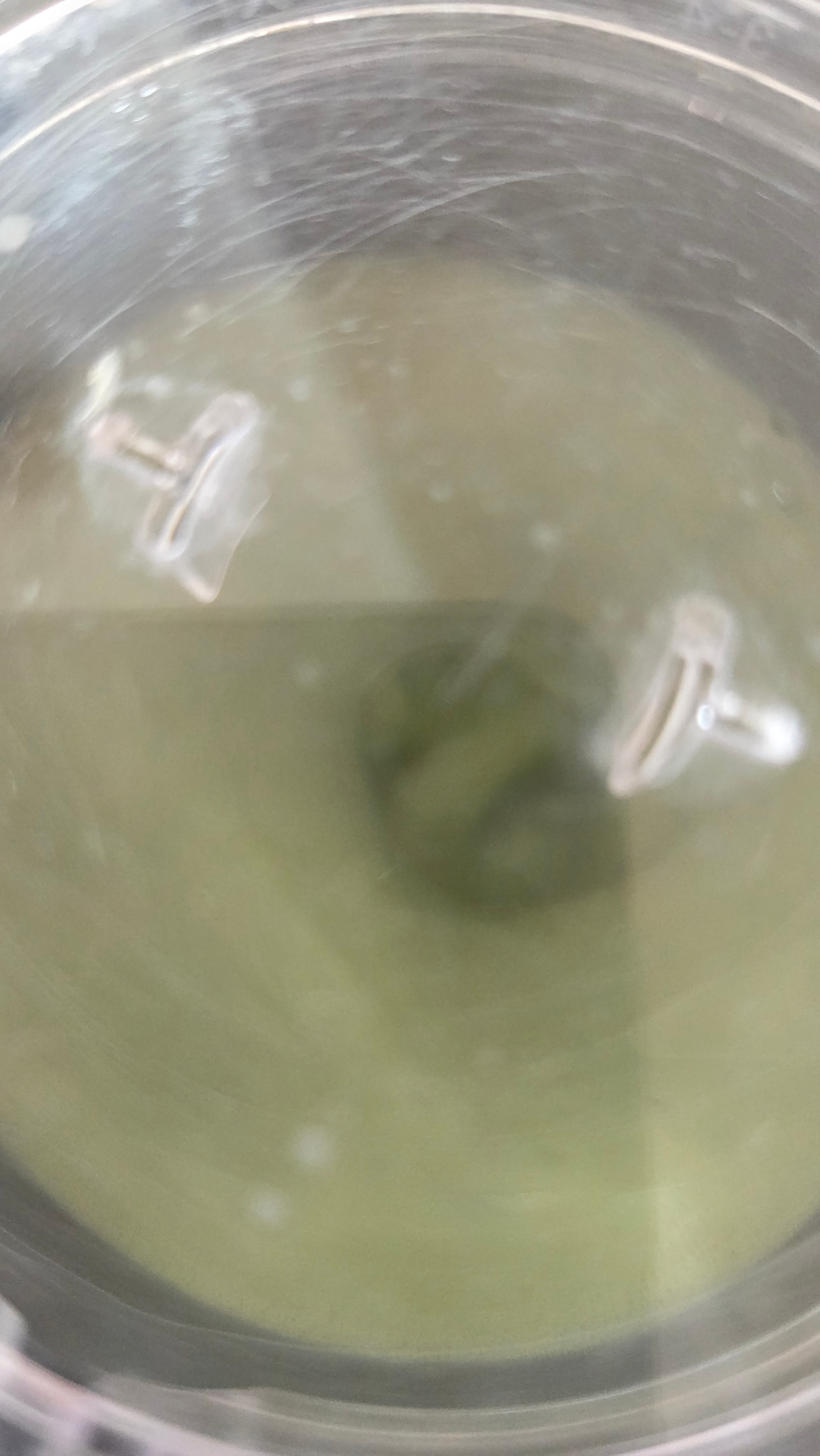 The matcha cold foam frothing in the Aeroccino — pale green and airy