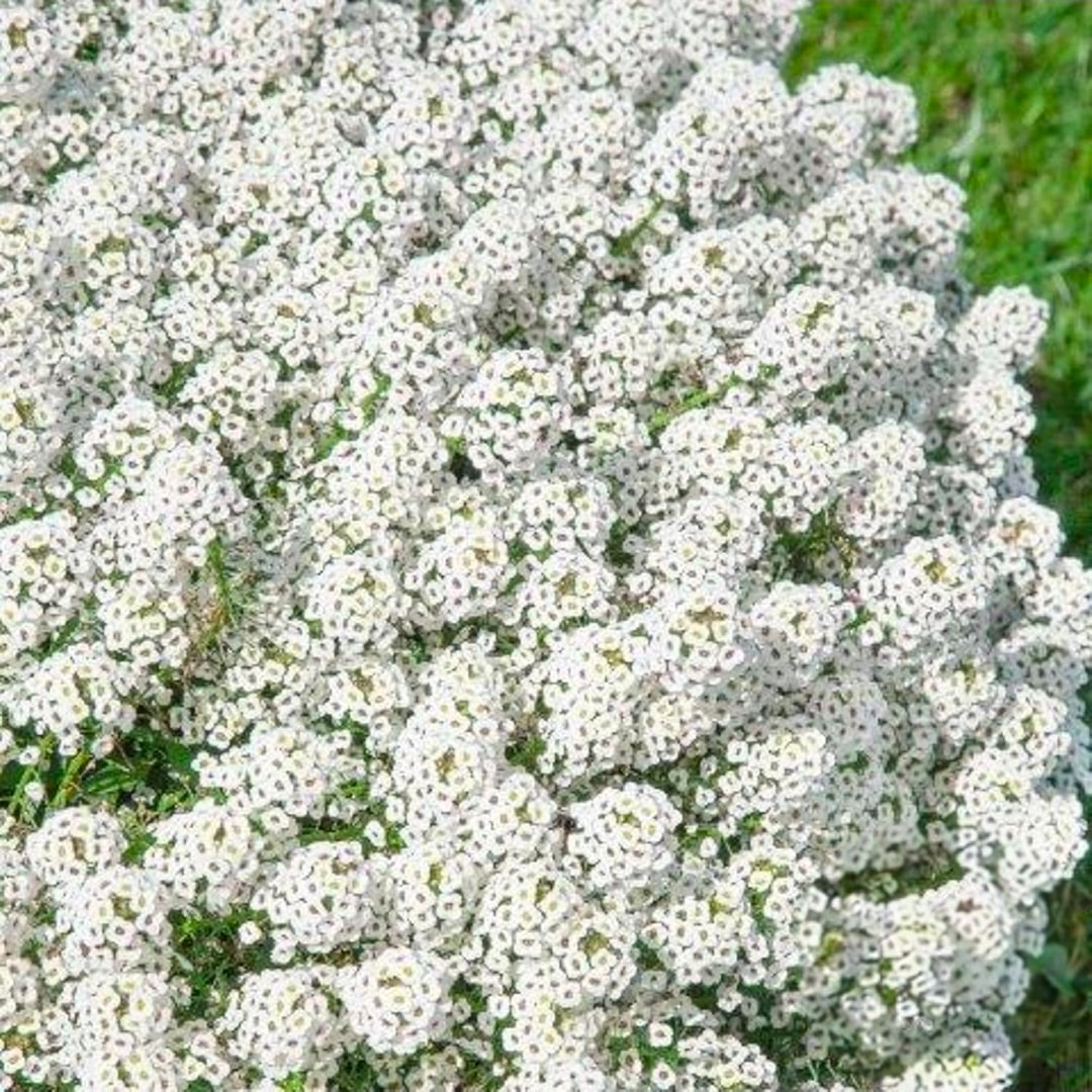 Sustainable Seed Co Organic White Alyssum Seeds